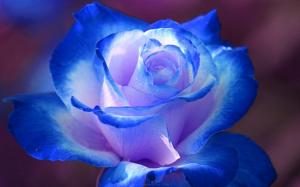 Blue rose wallpaper thumb
