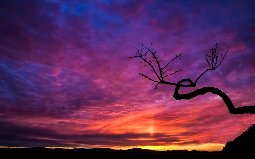 Tree Silhouette At Sunset wallpaper,Scenery HD wallpaper,2560x1600 wallpaper