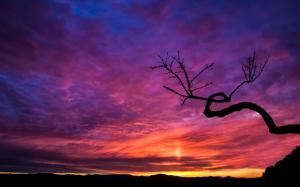 Tree Silhouette At Sunset wallpaper thumb