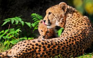 Cheetah with her mother at rest wallpaper thumb