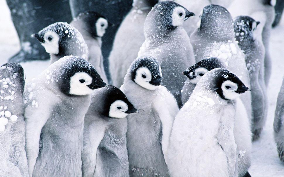Colony of penguins in the snow wallpaper,animals HD wallpaper,1920x1200 HD wallpaper,penguin HD wallpaper,snow HD wallpaper,winter HD wallpaper,colony HD wallpaper,1920x1200 wallpaper