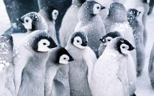 Colony of penguins in the snow wallpaper thumb