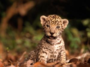 Leopard Leopard Cub Cub HD wallpaper thumb