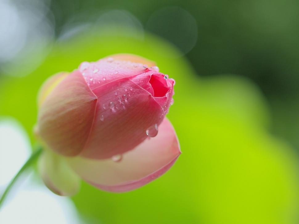 Pink lotus flower bud close-up, dew wallpaper | flowers | Wallpaper Better