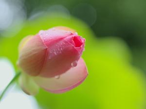 Pink lotus flower bud close-up, dew wallpaper thumb