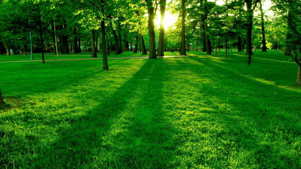 Park, lawn, grass, trees, sun wallpaper,park HD wallpaper,lawn HD wallpaper,grass HD wallpaper,trees HD wallpaper,1920x1080 wallpaper