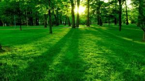 park, lawn, grass, trees, sun wallpaper thumb