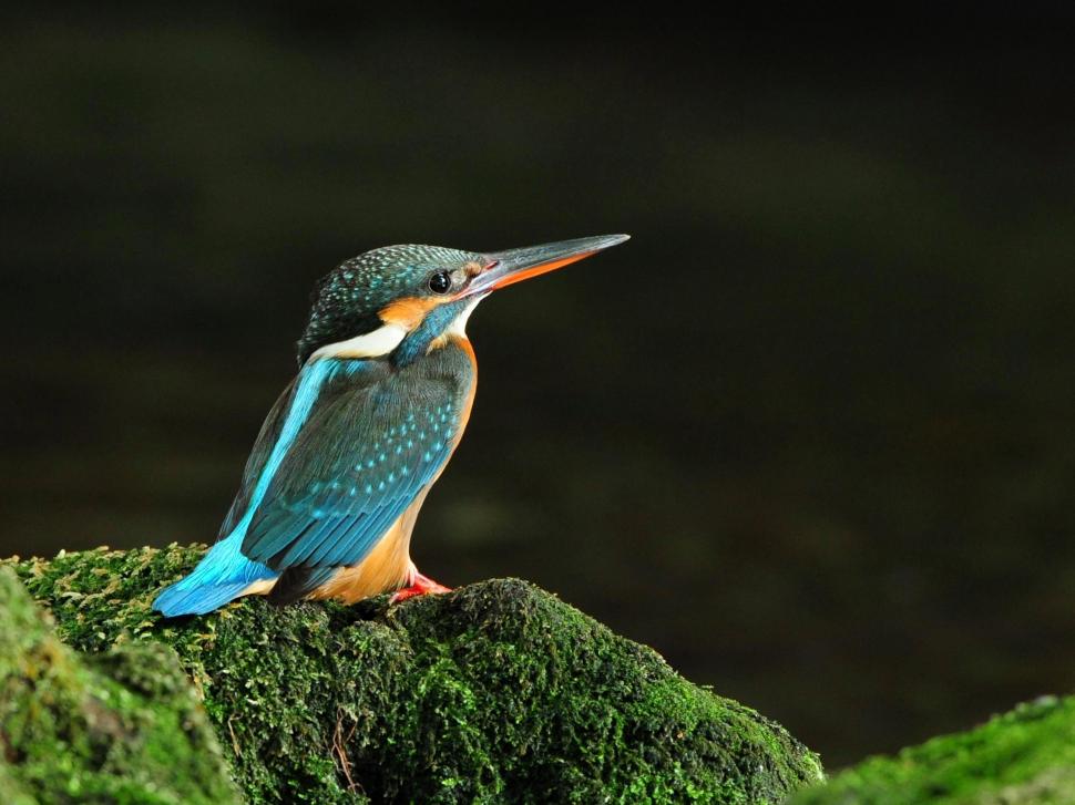 Colorful Kingfisher wallpaper,lovely HD wallpaper,seldom HD wallpaper,bird HD wallpaper,colorful HD wallpaper,animals HD wallpaper,2242x1682 wallpaper