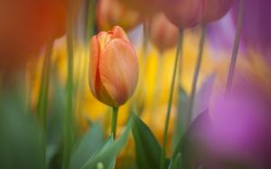 Bokeh Tulips Spring wallpaper thumb