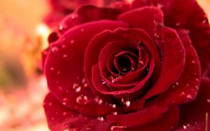 Red rose with water drops wallpaper thumb