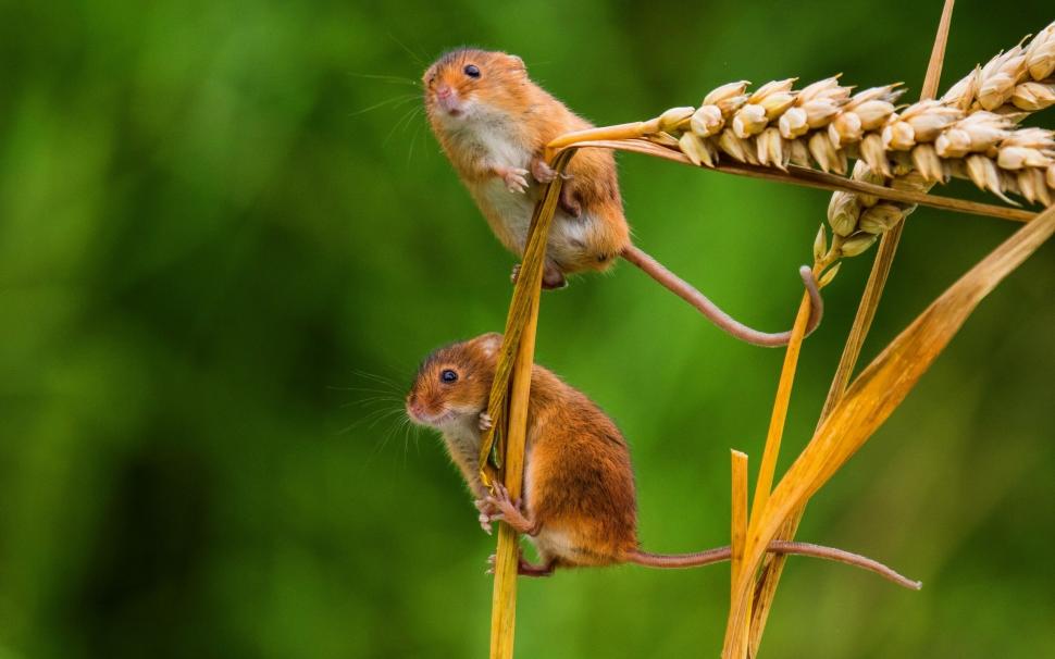 Cute tiny mouse, spikelets wallpaper,Cute HD wallpaper,Tiny HD wallpaper,Mouse HD wallpaper,Spikelets HD wallpaper,2560x1600 wallpaper