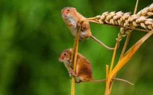 Cute tiny mouse, spikelets wallpaper thumb