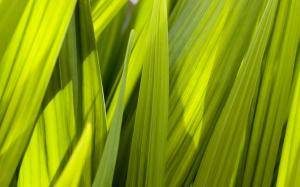 Green Grass Macro HD wallpaper thumb