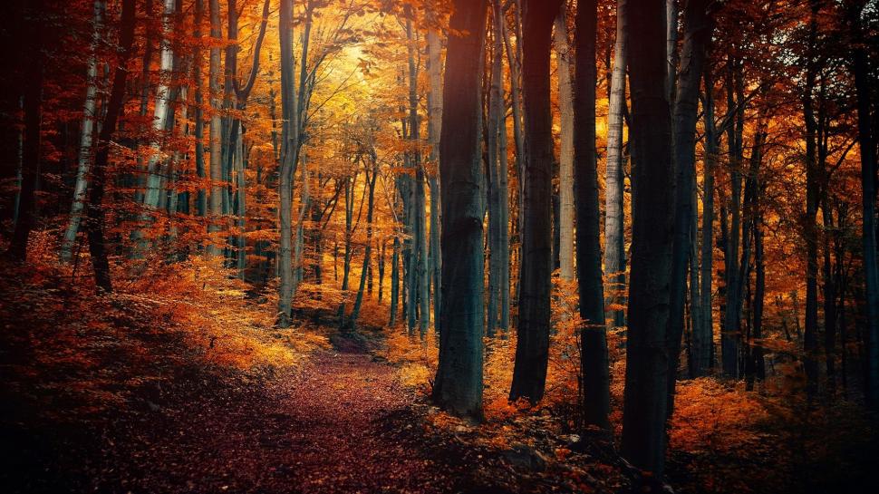Autumn forest trees, leaves, yellow orange, path, nature scenery wallpaper,Autumn HD wallpaper,Forest HD wallpaper,Trees HD wallpaper,Leaves HD wallpaper,Yellow HD wallpaper,Orange HD wallpaper,Path HD wallpaper,Nature HD wallpaper,Scenery HD wallpaper,1920x1080 wallpaper