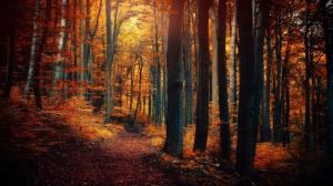 Autumn forest trees, leaves, yellow orange, path, nature scenery wallpaper thumb