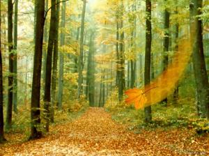 Nature, Landscape,Trees, Forest, Leaves, Autumn wallpaper thumb