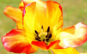 Tulip flower macro photography, orange petals, pistils wallpaper thumb