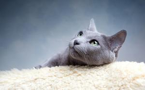 Gray cat divert attention wallpaper thumb