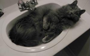 Nebelung Cat in Sink wallpaper thumb