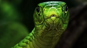 Green Snake HD wallpaper thumb