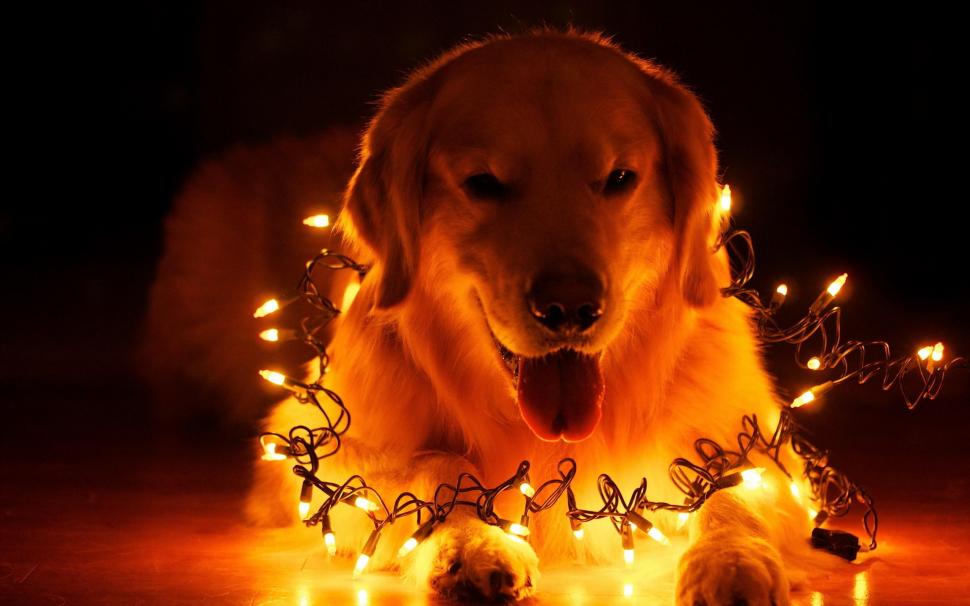 Dog Christmas Lights New Year wallpaper,christmas HD wallpaper,lights HD wallpaper,year HD wallpaper,2560x1600 wallpaper