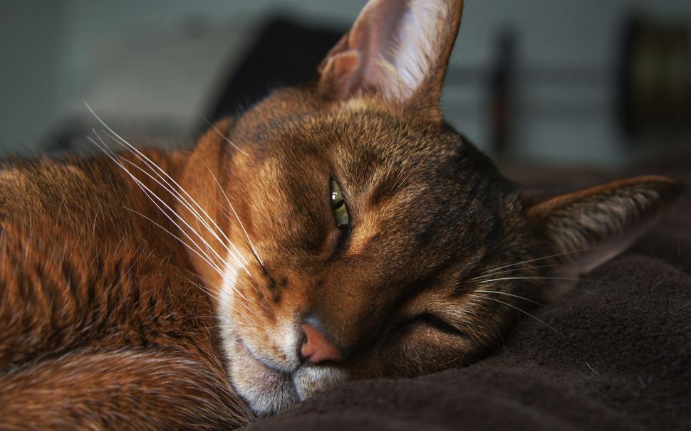 Abyssinian Cat wallpaper,abyssinian HD wallpaper,sleepy HD wallpaper,gorgeous HD wallpaper,1920x1200 wallpaper