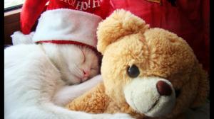White Cat With Teddy Bear wallpaper thumb