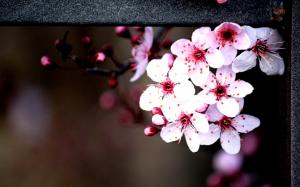 Cherry Blossom Blossom Flowers HD wallpaper thumb