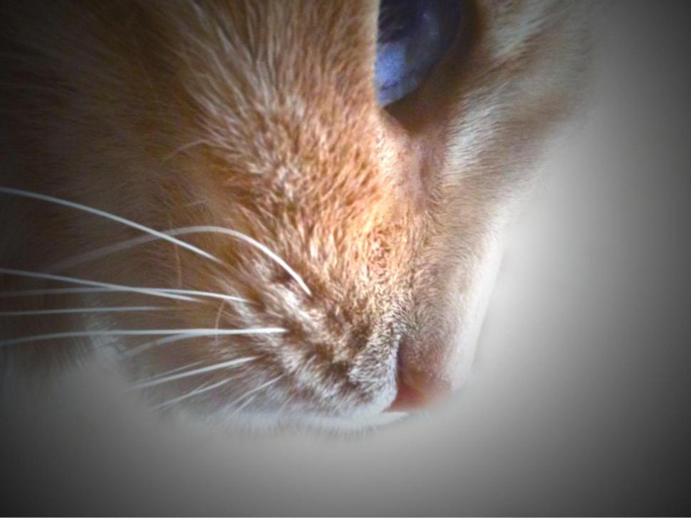 Profile Of A Cat wallpaper,orange HD wallpaper,blue eyes HD wallpaper,animal HD wallpaper,animals HD wallpaper,1940x1455 wallpaper