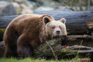 Bear resting trunk wallpaper thumb