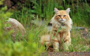 Orange cat sit in the grass wallpaper thumb
