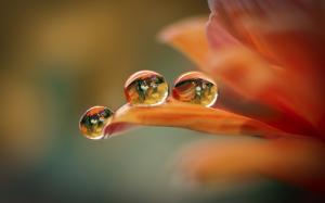 Orange flower macro, petals, water drops wallpaper thumb