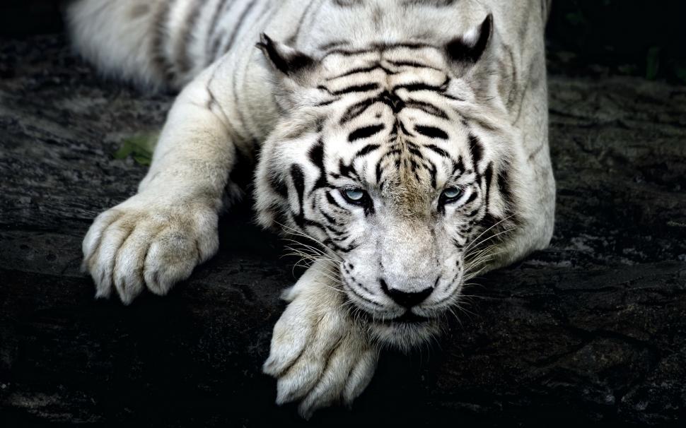 Amazing White Tiger wallpaper,tiger HD wallpaper,white tiger HD wallpaper,2560x1600 wallpaper