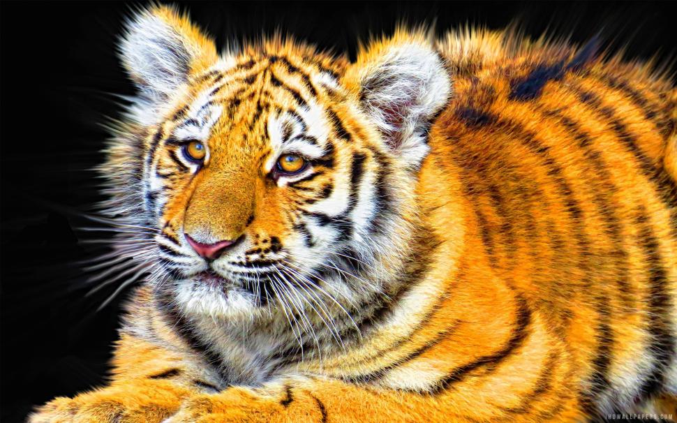 Tiger Cub Baby wallpaper,tiger HD wallpaper,baby HD wallpaper,2880x1800 wallpaper