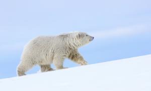 Polar bear, Alaska wallpaper thumb