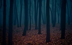 Lonely Dark Forest HD wallpaper thumb