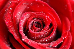 Water Droplets on Rose Petals wallpaper thumb