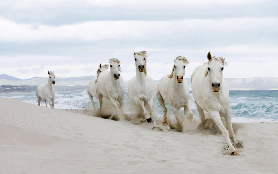 White horses running on the beach wallpaper,white HD wallpaper,baby HD wallpaper,tiger HD wallpaper,animals HD wallpaper,1920x1200 wallpaper