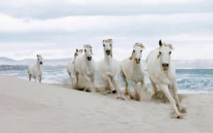White horses running on the beach wallpaper thumb