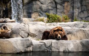 Brown bear, sleeping, zoo, rocks wallpaper thumb