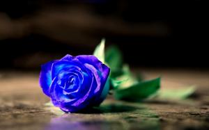 Blue Rose On The Floor wallpaper thumb