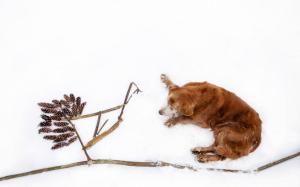 Retriever Golden Dog Winter Snow Pine Cones wallpaper thumb