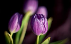 Flowers tulips purple petals of spring wallpaper thumb