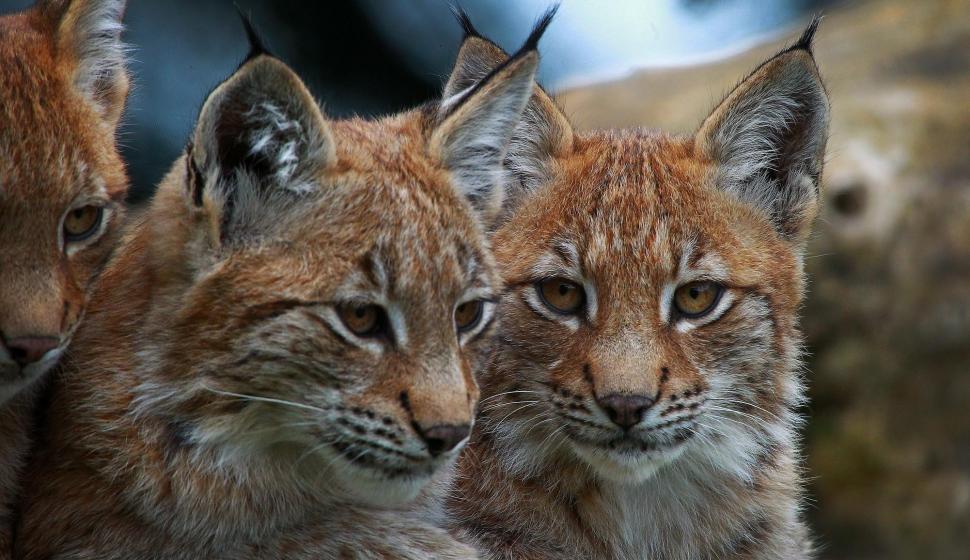 Pair Of Lynx *** wallpaper,lynx HD wallpaper,wild HD wallpaper,animals HD wallpaper,animal HD wallpaper,cats HD wallpaper,2002x1156 wallpaper