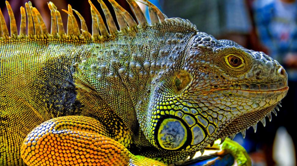 Reptiles green iguana head close-up wallpaper,Reptiles HD wallpaper,Green HD wallpaper,Iguana HD wallpaper,Head HD wallpaper,3840x2160 wallpaper