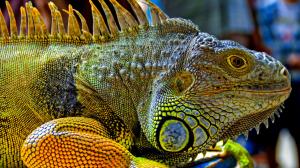 Reptiles green iguana head close-up wallpaper thumb