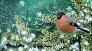 Snowing On Bird wallpaper thumb