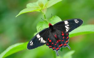 Green leaves butterfly wallpaper thumb