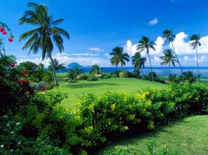 Palm Trees And Green Grass wallpaper thumb
