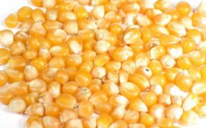 Corn wallpaper thumb